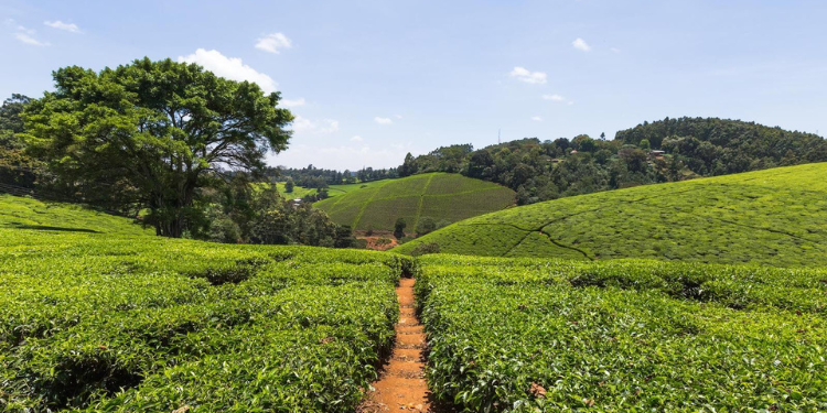 How Cooperative Societies In Kenya Can Apply For Land Registration How Cooperative Societies In Kenya Can Apply For Land Registration