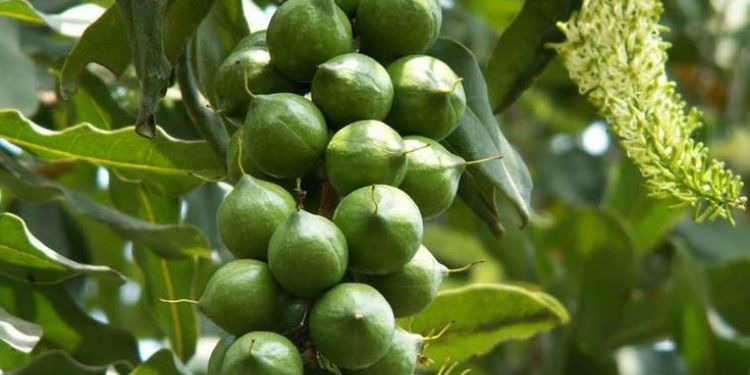 Macadamia Nut Exports Halted From December 1 2025, To February 15 2026