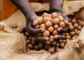 Kenya Halts Export Of Macadamia Nuts