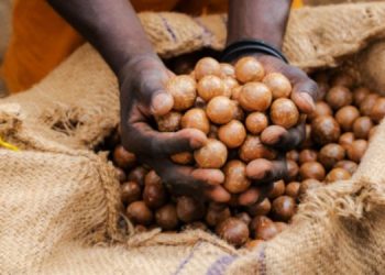 Kenya Halts Export Of Macadamia Nuts