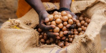 Kenya Halts Export Of Macadamia Nuts