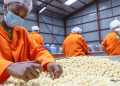 Boost For Kenyan Farmers As Belgium Invests In Macadamia Sector Belgium Invests In Kenya’s Macadamia Sector Through Limbua