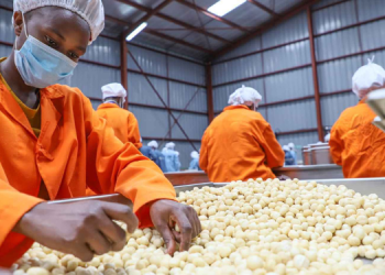 Belgium Invests In Kenya’s Macadamia Sector Through Limbua