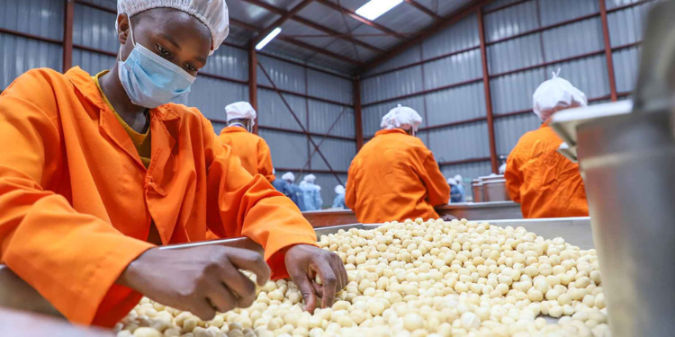 Boost For Kenyan Farmers As Belgium Invests In Macadamia Sector Belgium Invests In Kenya’s Macadamia Sector Through Limbua