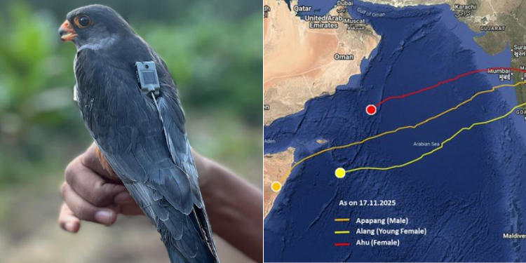 Two Other Migratory Birds Fly Over 6,000 Kms From India To Land In Kenya Two Other Migratory Birds Fly Over 6,000 Kms From India To Land In Kenya