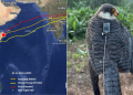Two Other Migratory Birds Fly Over 6,000 Kms From India To Land In Kenya