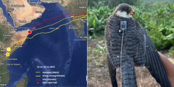 Two Other Migratory Birds Fly Over 6,000 Kms From India To Land In Kenya