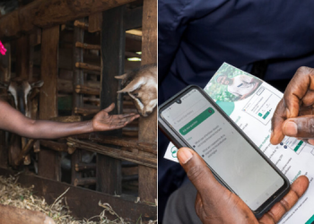 Microsoft Launches Farmer-Focused Ai That Understands Swahili, Kikuyu, Dholuo And More