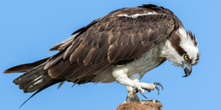 Migratory Bird With Russian Identification Tag Captured In Kenya