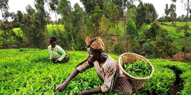 Nse Approves Listing Of New Shares For Tea Giants Williamson Tea And Kapchorua Tea Nse Approves Listing Of Over 25 Million Additional Shares For Williamson Tea And Kapchorua Tea